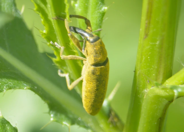 Lixus pulverulentus - mályvafúró dudvabarkó