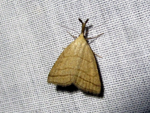 Polypogon tentacularia - sötétaljú karcsúbagoly