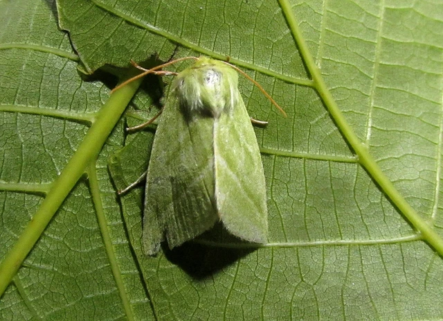 Pseudoips prasinana - bükkfa-zöldbagoly