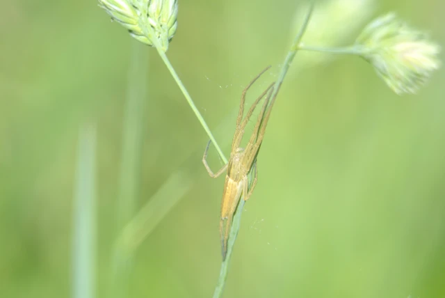 Tibellus