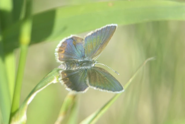 Plebejus argus - ezüstös boglárka