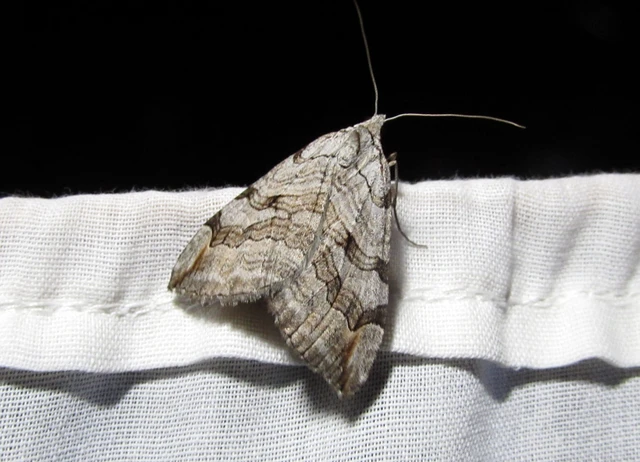 Aplocera efformata/plagiata
