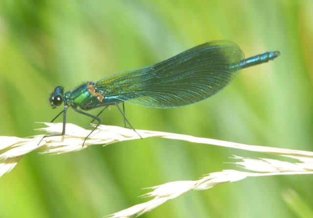 Calopteryx splendens - sávos szitakötő