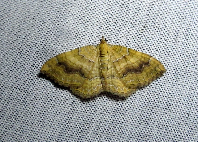 Camptogramma bilineata - kétvonalas sávosaraszoló