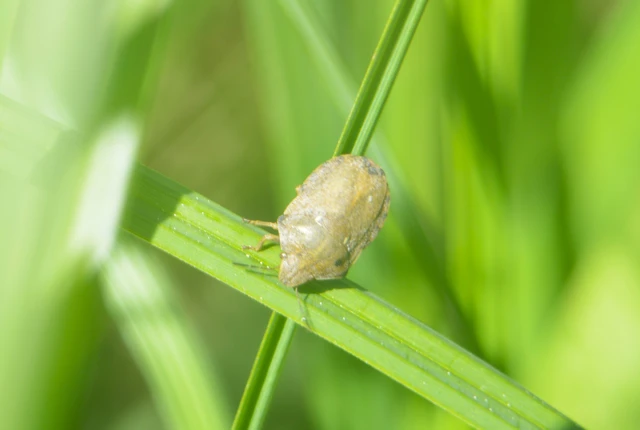 Eurygaster Eurygaster