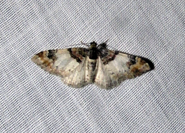 Catarhoe cuculata - csuklyás tarkaaraszoló