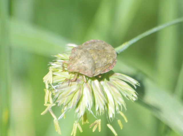 Eurygaster Eurygaster