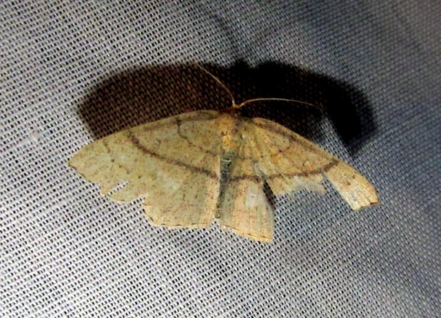 Cyclophora linearia - vonalas pettyesaraszoló