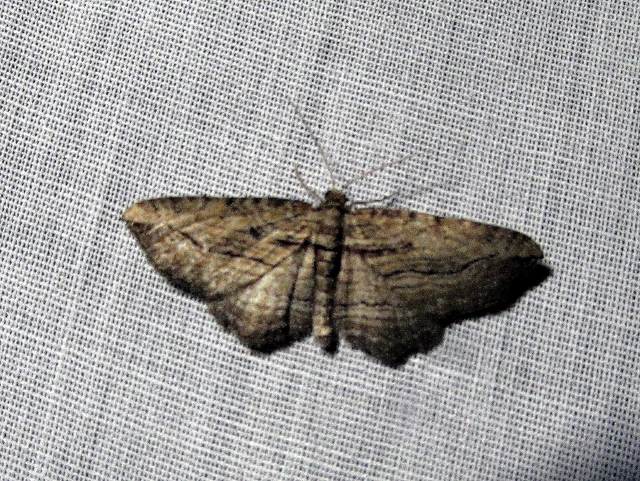 Horisme corticata - barna iszalagaraszoló