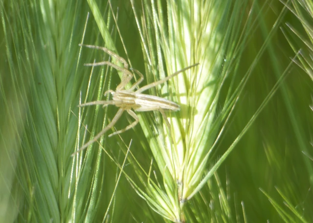Tibellus