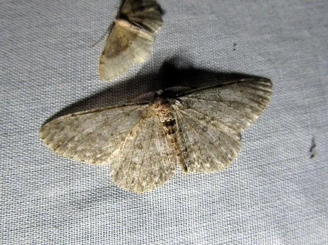 Hypomecis punctinalis - pettyes faaraszoló