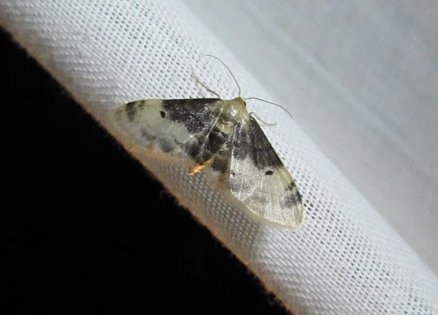 Idaea filicata - sötéttövű apróaraszoló