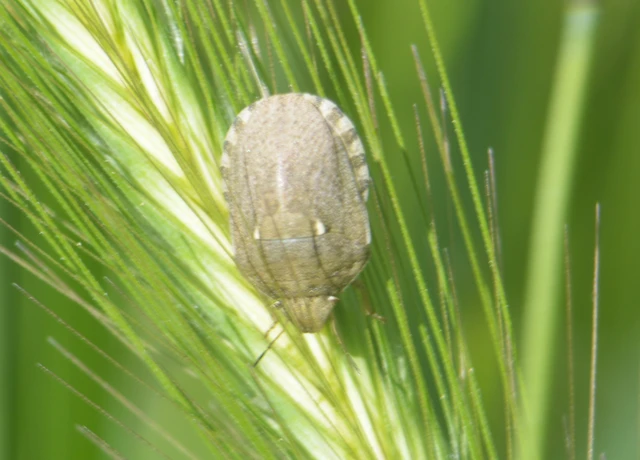 Eurygaster Eurygaster