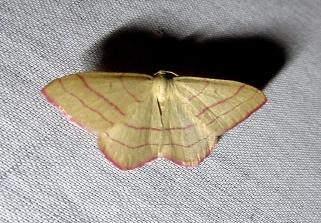 Rhodostrophia vibicaria - pirosszélű araszoló