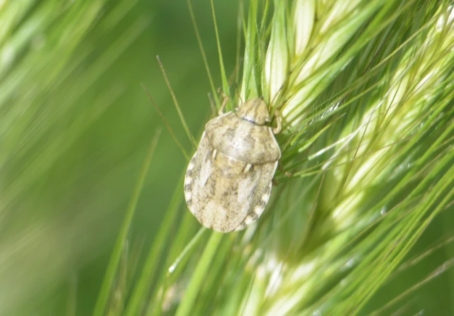 Eurygaster Eurygaster