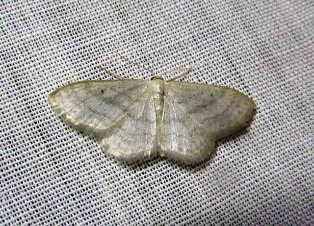 Idaea subsericeata - ötvonalas apróaraszoló