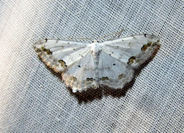 Scopula ornata - díszes fehéraraszoló