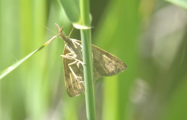 Polypogon tentacularia - sötétaljú karcsúbagoly
