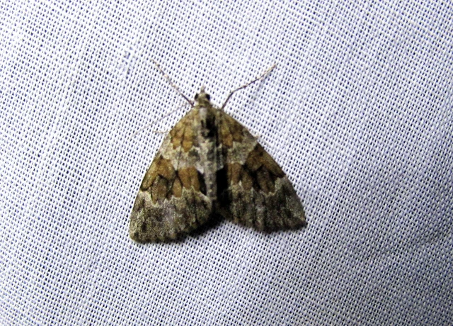 Thera variata/britannica
