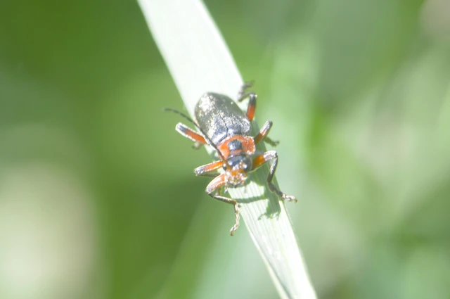 Cantharis rustica - suszterbogár