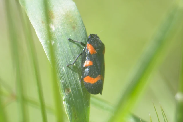Cercopis arcuata/sanguinolenta