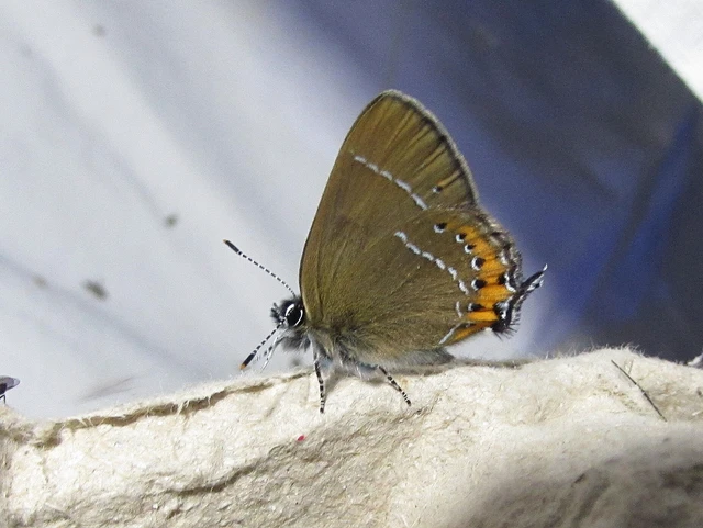 Satyrium pruni - szilvafa-csücsköslepke