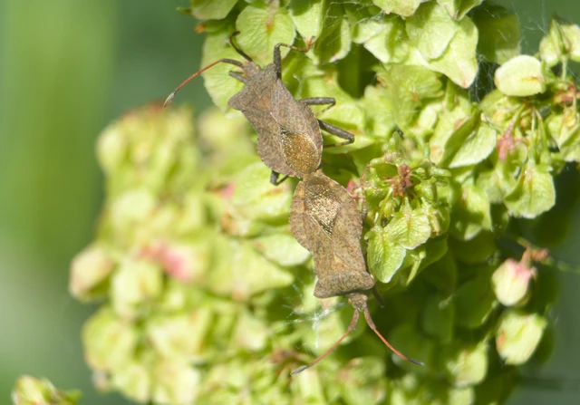 Coreus marginatus - közönséges karimáspoloska