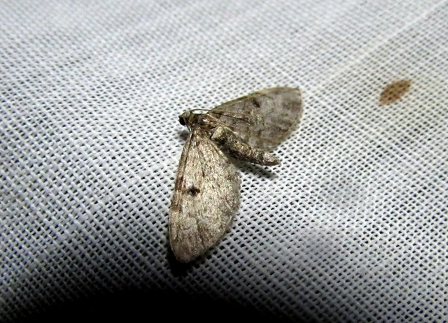 Eupithecia tantillaria - feketegyűrűs törpearaszoló