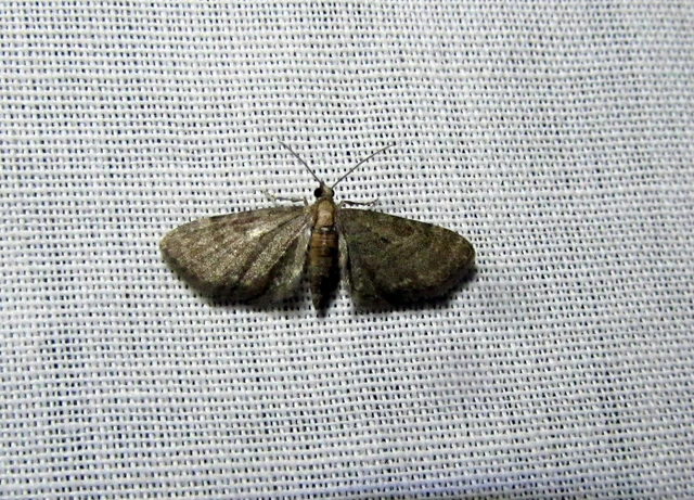 Eupithecia haworthiata - rozsdástestű törpearaszoló