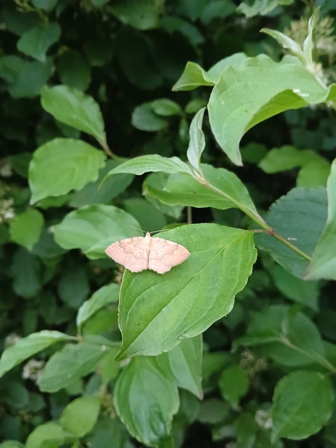 Camptogramma bilineata - kétvonalas sávosaraszoló
