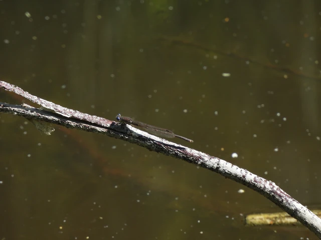 Sympecma fusca - téli rablószitakötő Sympecma fusca - téli rablószitakötő