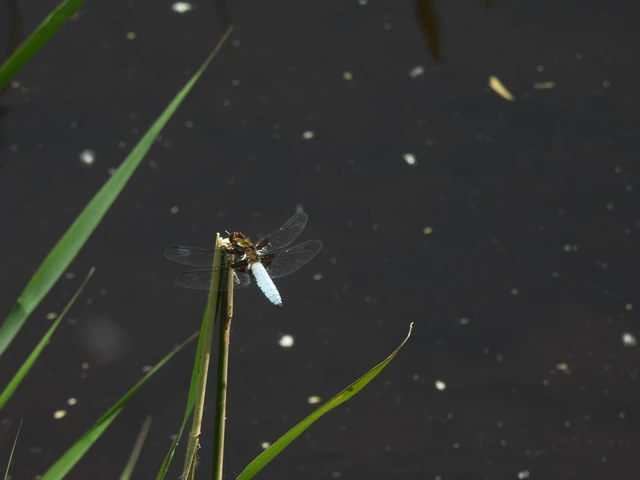 Libellula depressa - széles laposacsa