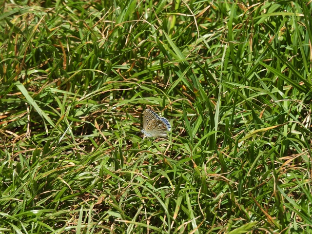 Polyommatus bellargus - égszínű boglárka