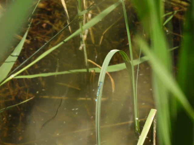 Coenagrion puella - azúrkék légivadász