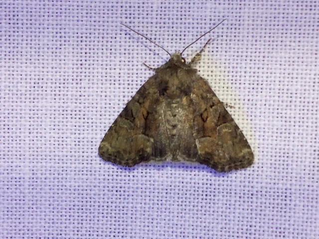 Oligia strigilis/latruncula/versicolor