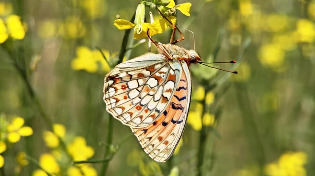 Argynnis niobe - ibolya-gyöngyházlepke