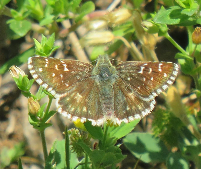 Pyrgus serratulae - homályos busalepke