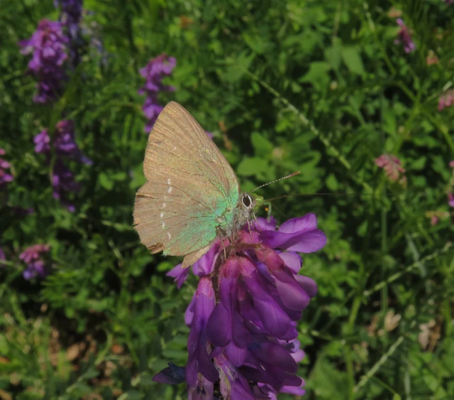 Callophrys rubi - zöldfonákú lepke