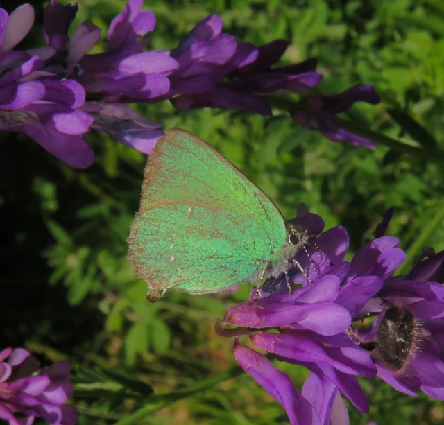 Callophrys rubi - zöldfonákú lepke