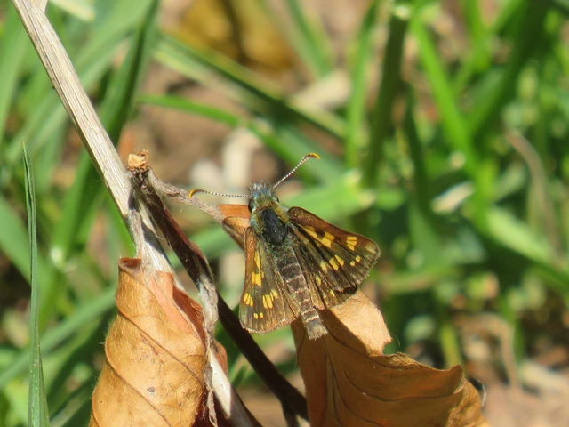 Carterocephalus palaemon - kockás busalepke