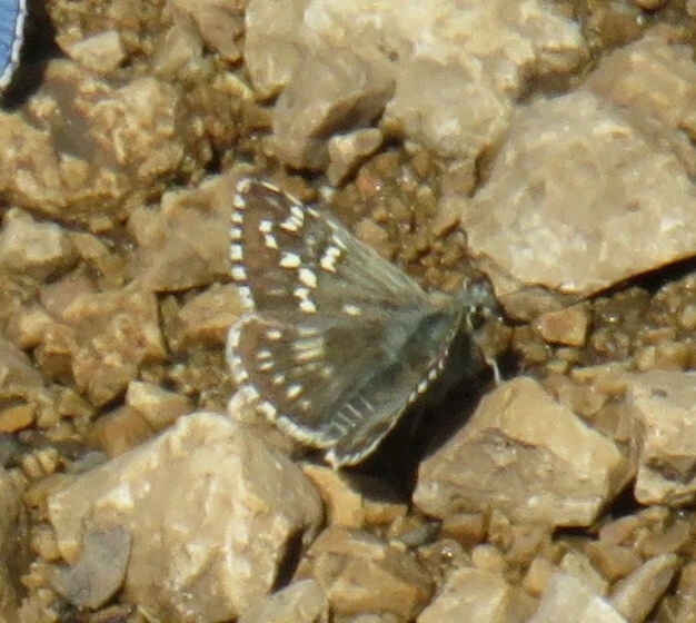 Pyrgus carthami - nagy busalepke