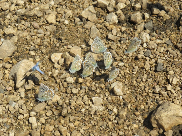 Polyommatus bellargus - égszínű boglárka