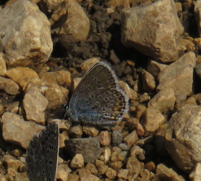 Plebejus argus - ezüstös boglárka
