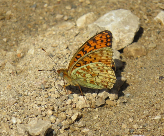 Argynnis niobe - ibolya-gyöngyházlepke