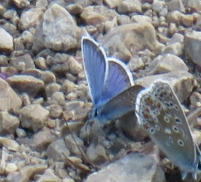 Plebejus argus - ezüstös boglárka