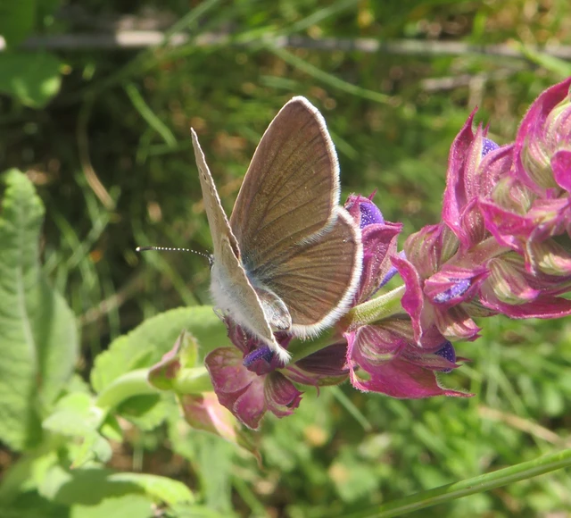 Cyaniris semiargus - aprószemes boglárka