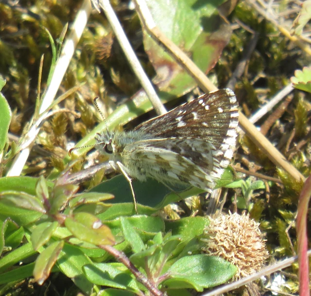 Pyrgus armoricanus - feles busalepke