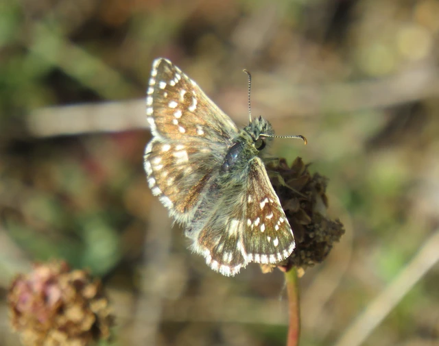 Pyrgus armoricanus - feles busalepke