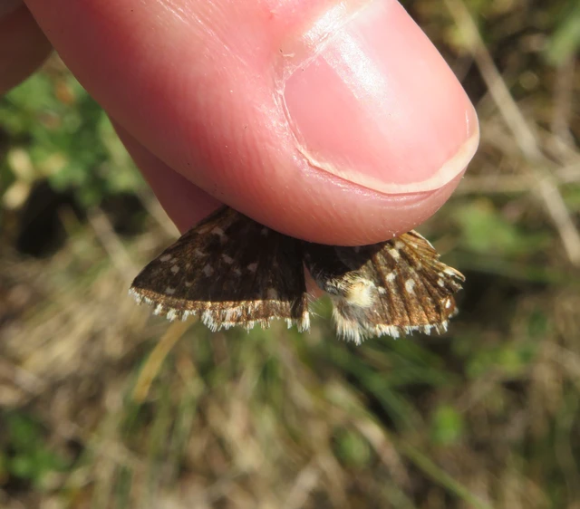 Pyrgus armoricanus - feles busalepke