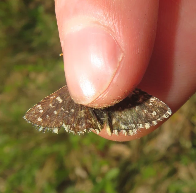 Pyrgus serratulae - homályos busalepke